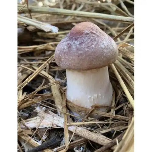 新鲜赤松茸2斤大球盖菇巴西蘑菇小松菇松茸煲汤烧烤食用菌 特级 1000g