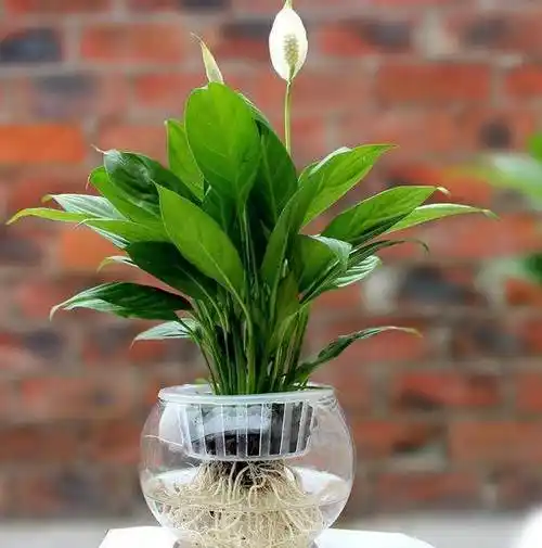 喜欢水培就养盆一帆风顺,用上泡沫板,磷酸二氢钾,叶绿根壮