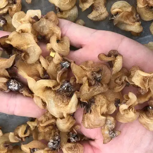 羊肚耳产地批发