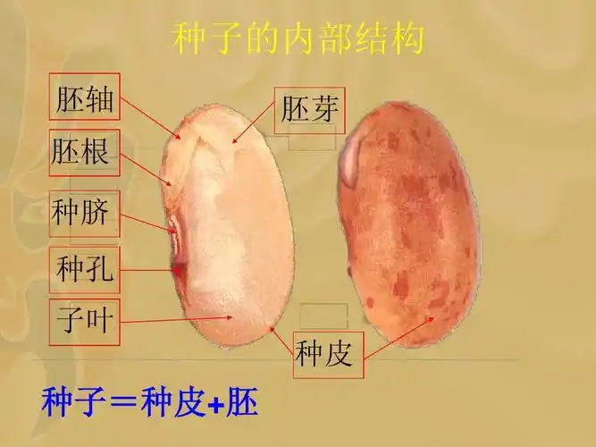种子=种皮 胚