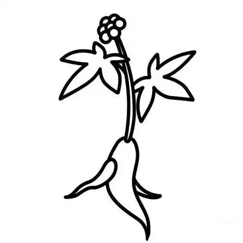 常见的植物简笔画大全 素材图片简笔画多肉植物简笔画图片大全各种