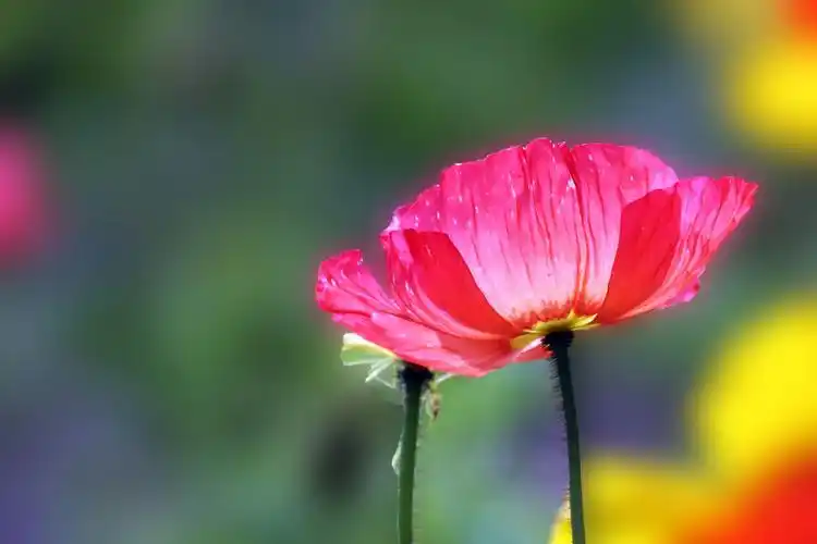 美女 鲜花=就是大自然的美丽风景线.