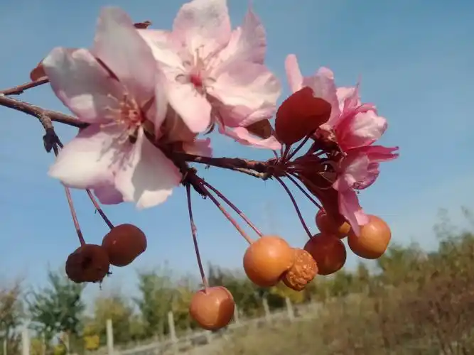 石河子一果树苗圃中秋节前挂果的海棠树上二次开花,花果同枝太美了.