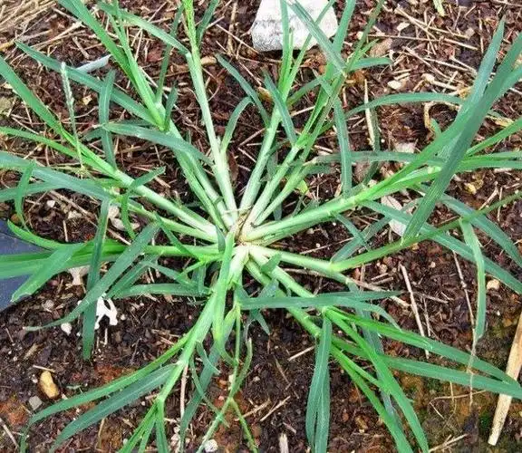 农村一"害草",人称"老驴拽",用处较大,别再当杂草铲除了