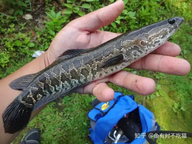 中国原生鱼北京鱼类图鉴