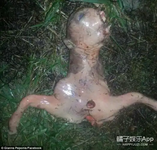 惊!女子在自家后院发现"外星人",这长相真的吓哭宝宝了!