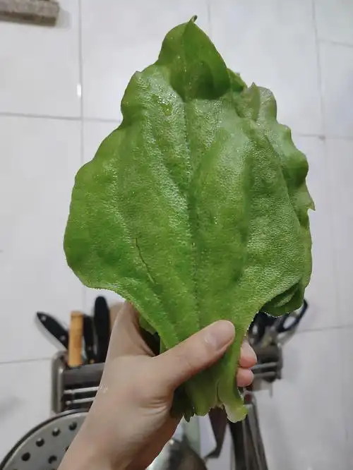 我外公给我种的冰菜越来越大了