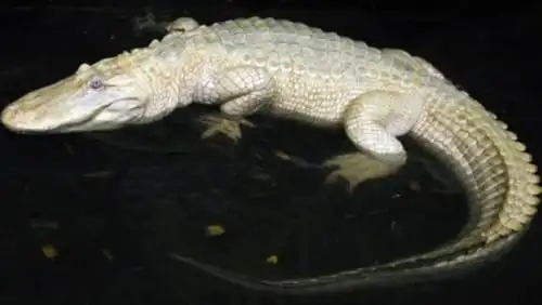 日本鳄鱼基因突变:全身白色眼血红