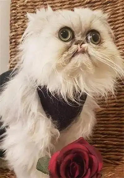 还记得上次那只长得像奶奶的猫吗