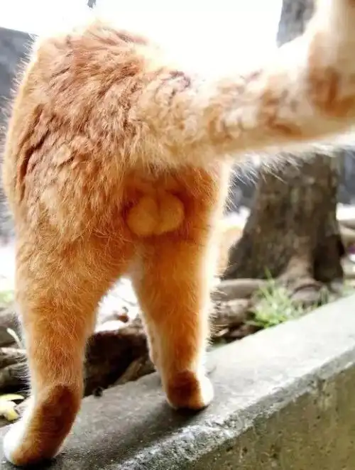 立体q弹它们圆润还真是千奇百怪,个个可爱啊我们猫科动物的蛋蛋不过不