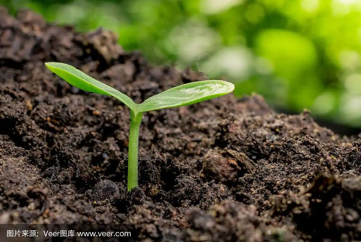 幼苗在春天发芽,特写.