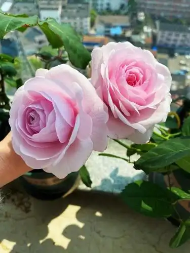 月季界的"仙女"奥利维亚,花朵又美又香,栽培容易,阳台也能养