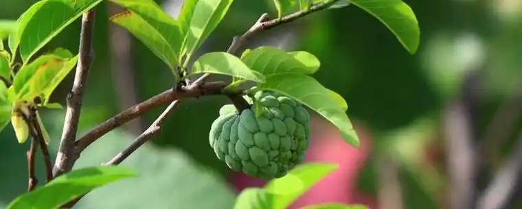 林檎是什么 - 花百科