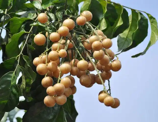 素有饿食荔枝饱食黄皮金灿灿的黄皮果熟了