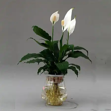 一帆风顺花有毒吗