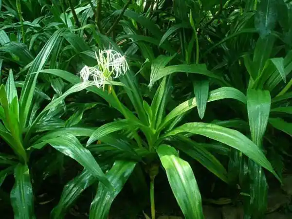 叶子很像玉米叶子的花叫什么名字