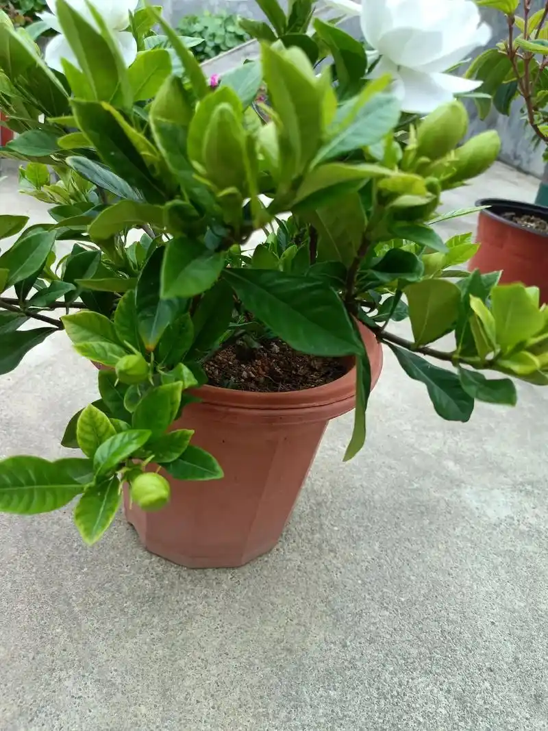 小小的栀子花居然有这么多花苞