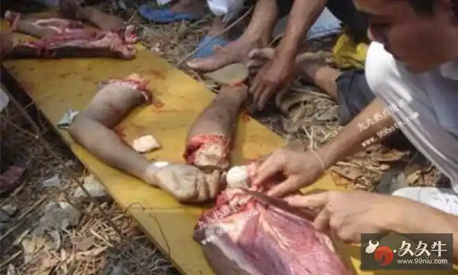 到过年时,就绑起来抬到后院屠宰,然后整个春节期间都可以尽情地吃人肉