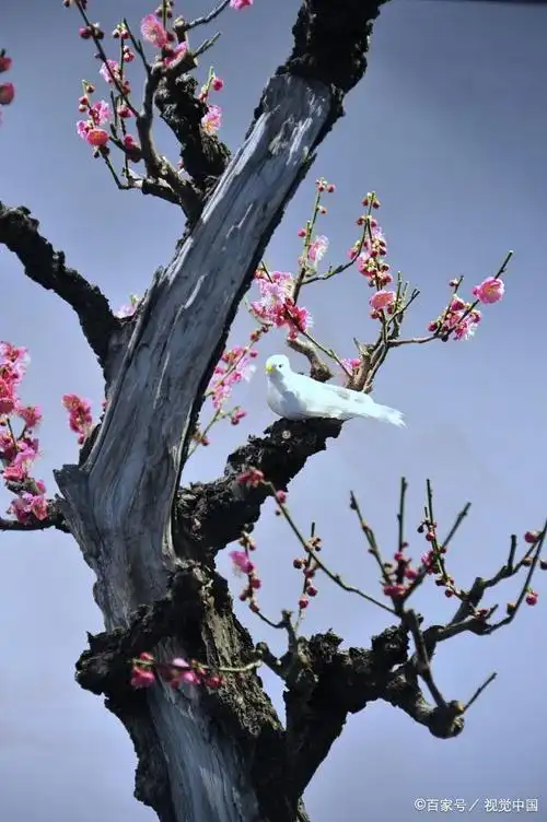 摄影师的梅花作品好在哪?点破之后豁然开朗,你也可以拍好