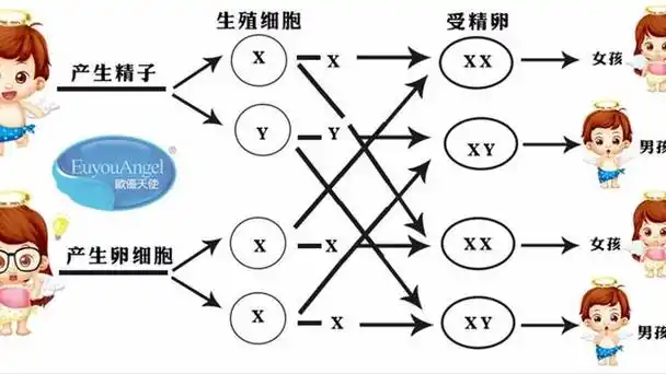 正常女性的性染色体是xyy吗(男性的染色体是xy)(8)