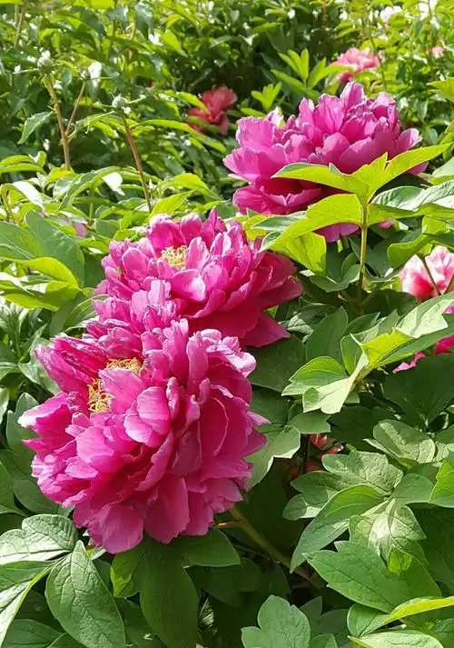 (欧阳修《洛阳牡丹记》)