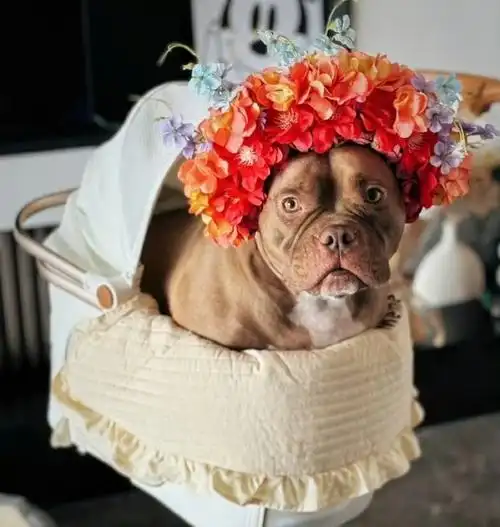 陈乔恩给狗簪花#  戴了簪花的恶霸犬好搞笑!