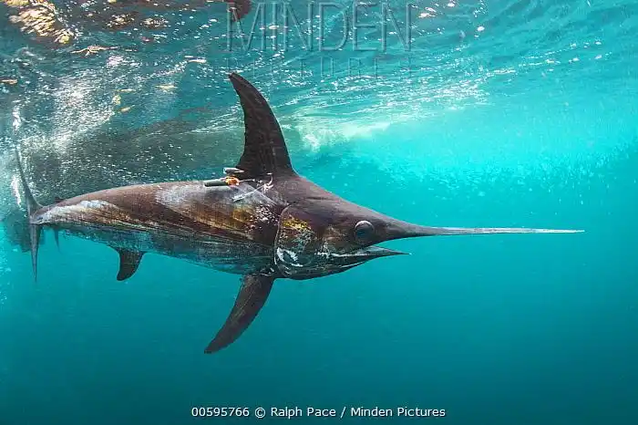 这种鱼出生时还没虾米大,同类残食,胜利者连虎鲸都退避三舍|剑鱼|旗鱼