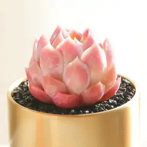 多肉植物冰淇淋图片