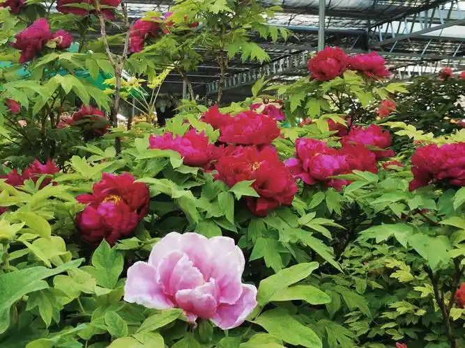 牡丹盛放正当时相约洛阳第四十届牡丹花会共赏洛城春日好风光