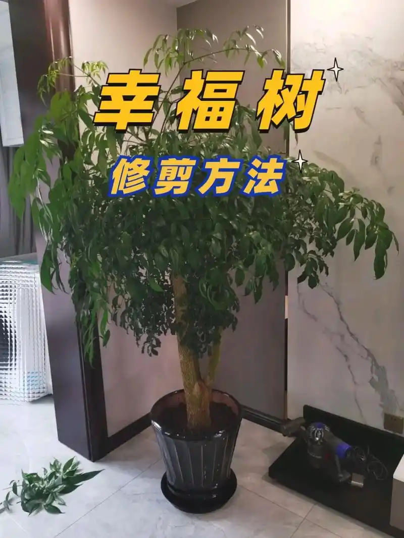 幸福树的修剪要根据季节来进行,大 - 抖音