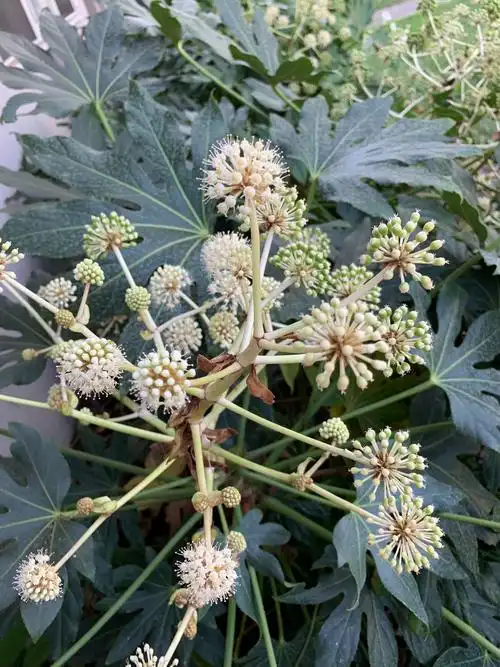 舍不得药用八角金盘树