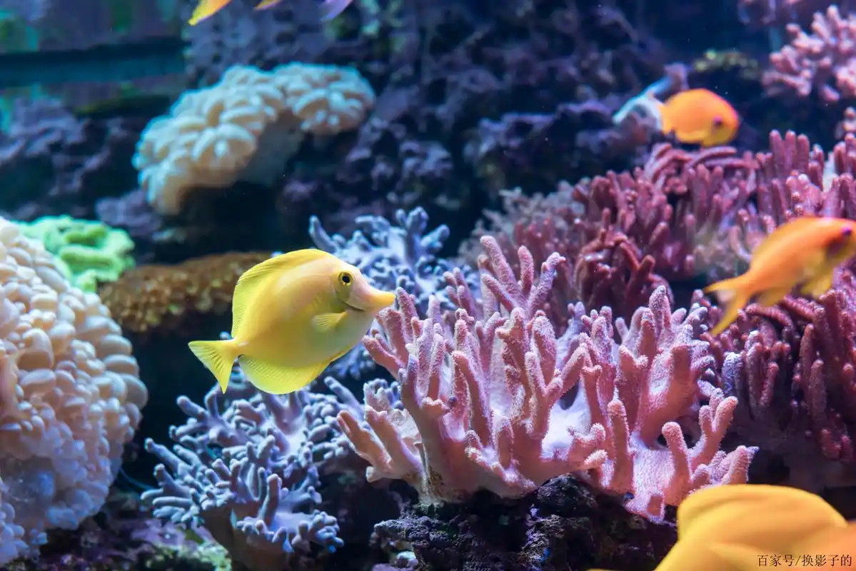 清明节假期,观海底珊瑚花开