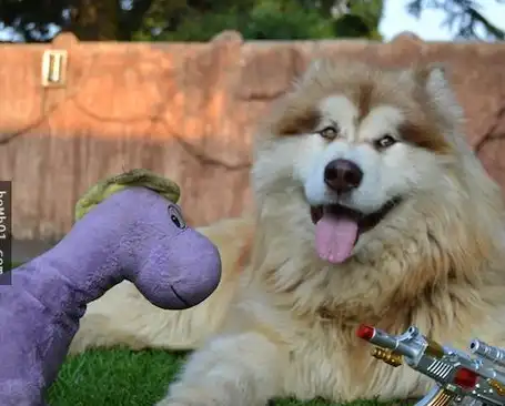 混血汪长大颜值更逆天_狗狗_哈士奇