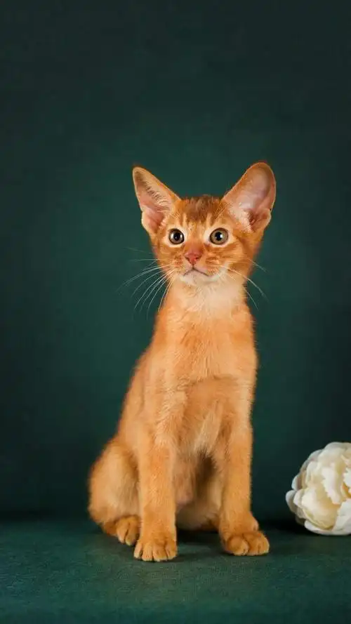 来自欧欧欧欧的e友圈