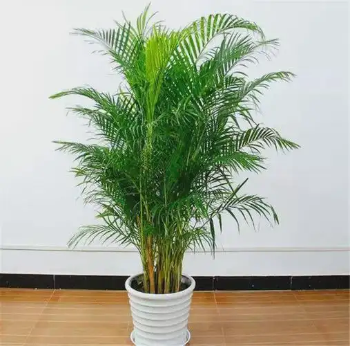 散尾葵养护"5步走","4多1少"是重点,学会了叶子翠绿光亮|植株|盆栽