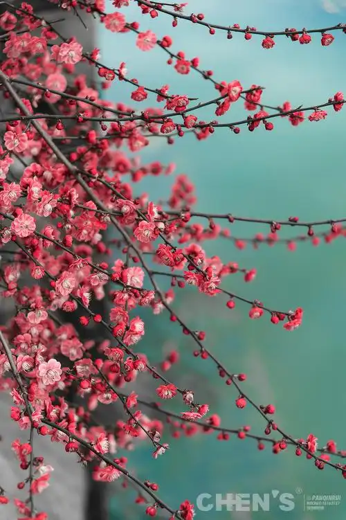 梅花春意|摄影|风光摄影|摄影师潘钦锐 - 原创作品 - 站酷 (zcool)