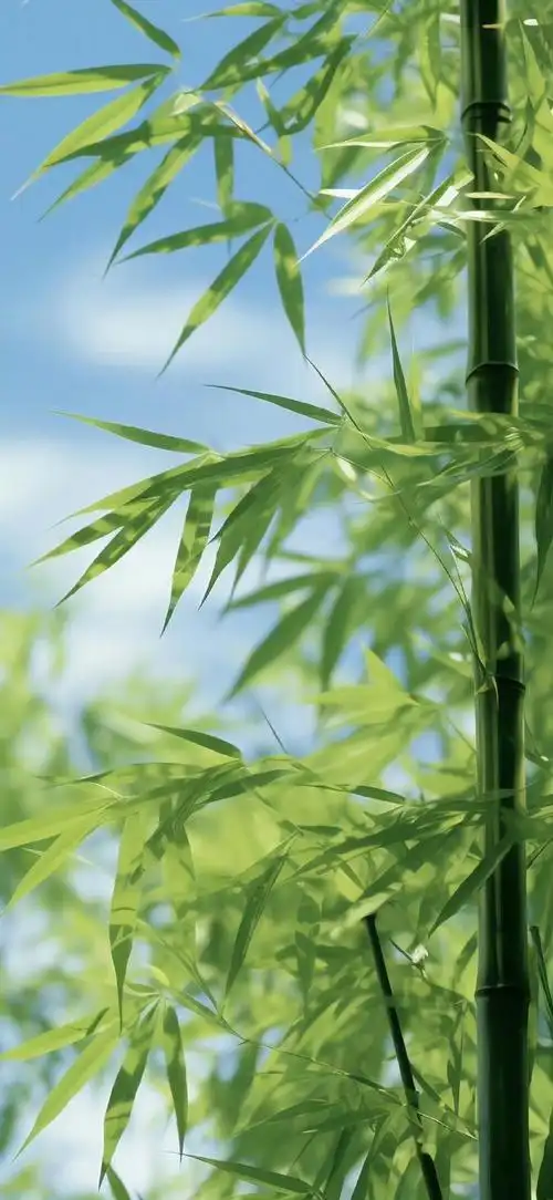 690_1496竖版 竖屏