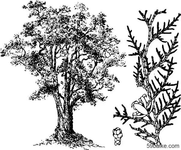 侧柏- 园艺百科