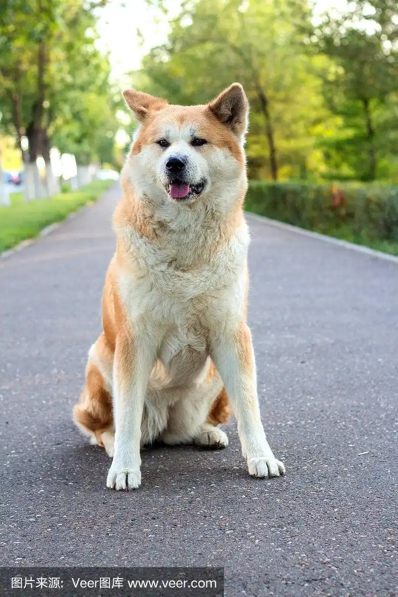 雌性纯种日本犬秋田犬