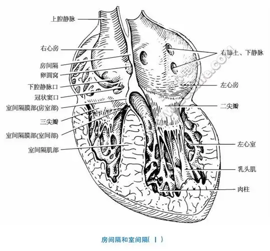 房间隔前缘对向升主动脉,后缘与房间沟相对应.