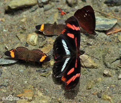世界著名"有毒"蝴蝶,主要分布在巴西一带,该物