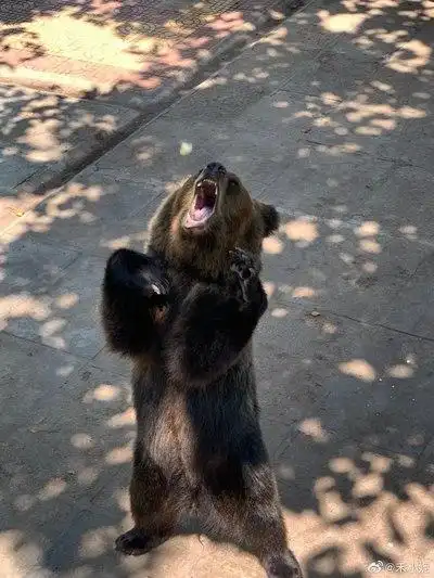 站着怒吼的狗熊,其实你以为它是在怒吼,但事实是,它在吵着游客要东西