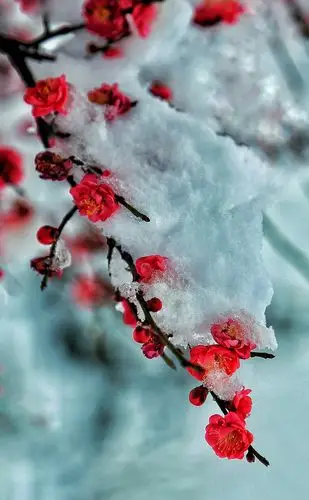 红梅   宋    王十朋 桃李莫相妒,夭姿元不同.