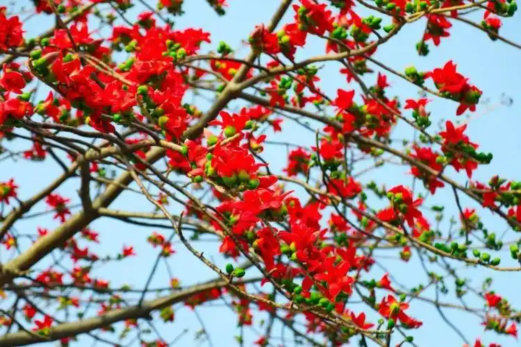 美翻了快去打卡中堂木棉花开了