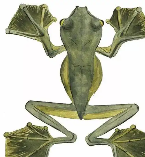 墨脱发现会飞的青蛙,一次能飞15米,吻部还长有一对神秘的毒牙