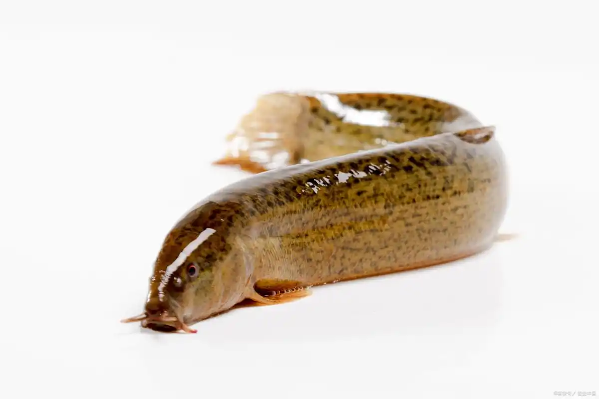 2022年泥鳅养殖赚钱吗(泥鳅养殖挣钱吗) - 趣味头条