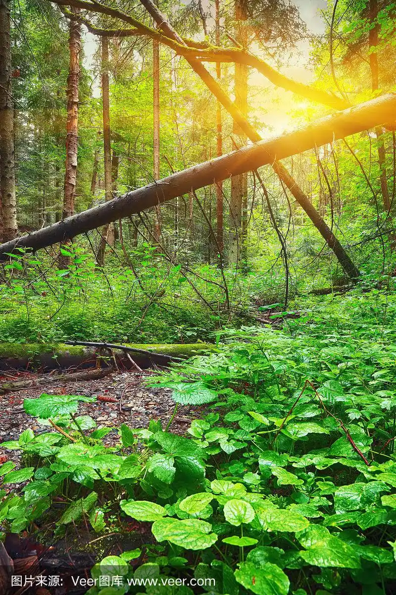 松树林,最后一缕阳光穿过树林