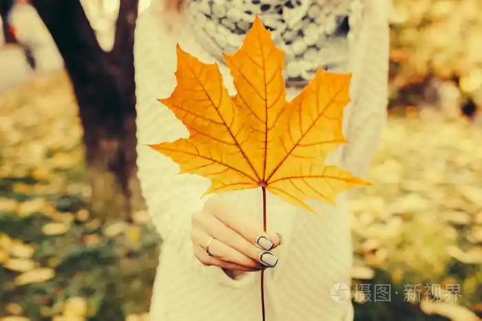 秋天的树叶在女孩的手中