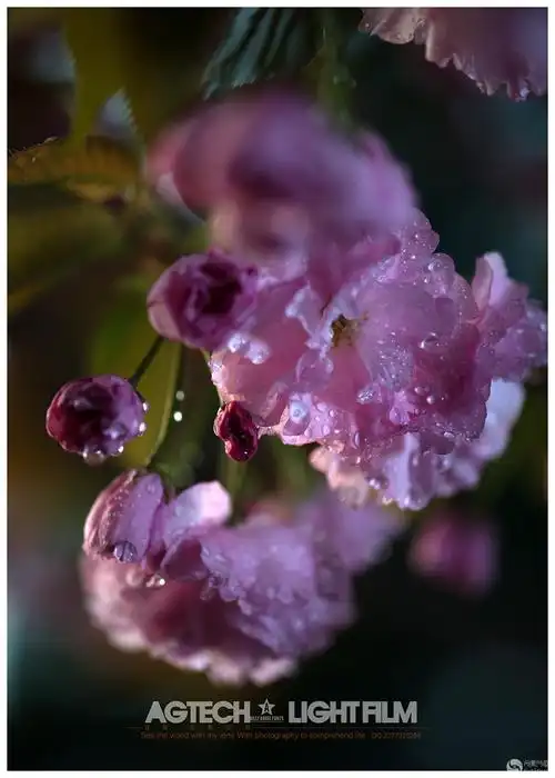 妩媚娇艳的-----樱花