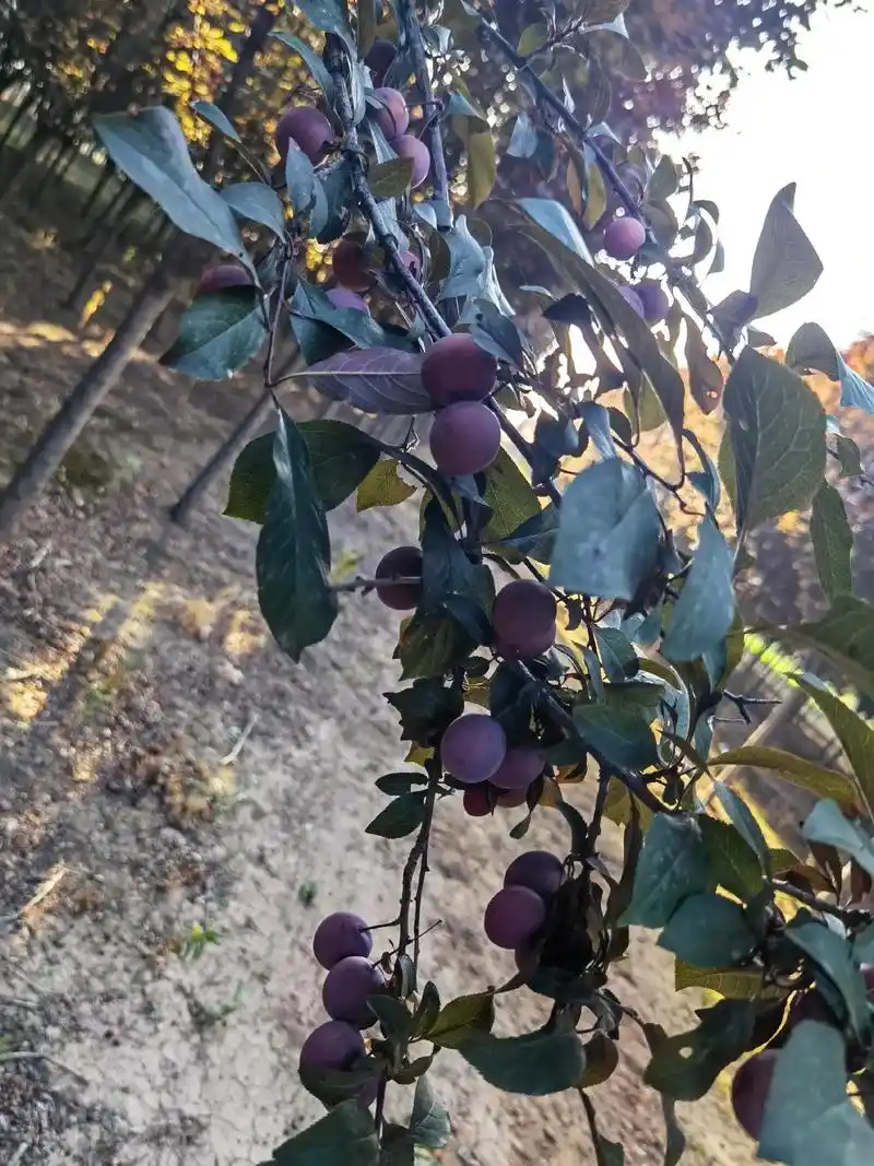 打卡红叶李园,红叶李,又叫紫叶李.那四季常在的叶片在明媚的阳 - 抖音